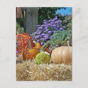 Carte Postale Citrouille Automne Automne Fleurs pourpres Paix Am