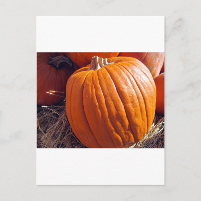 Carte Postale Citrouille orange (Devant)
