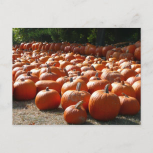 Carte Postale Citrouille Patch Automne Harvest Photographie