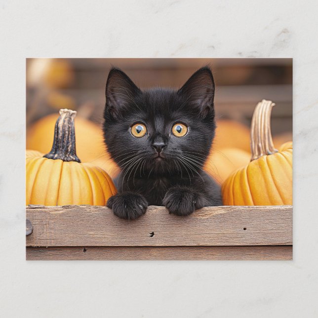 Carte Postale Citrouille Patch Kitten (Devant)