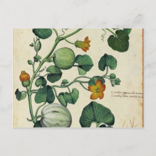 Carte Postale Citrouille Squash Vintage Botanique Imprimer