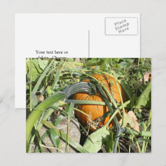Carte Postale Citrouille Sur La Vine Nature Photographie Personn