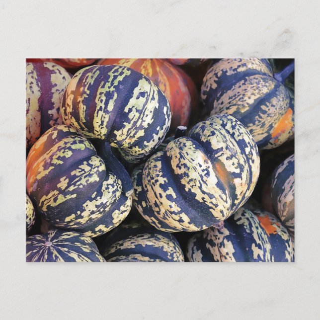 Carte Postale Citrouilles à rayures rustiques (Devant)