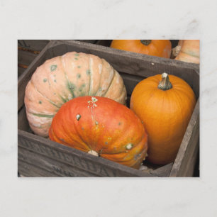 Carte Postale Citrouilles à vendre