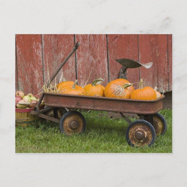 Carte Postale Citrouilles dans un vieux chariot (Devant)