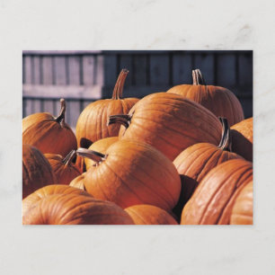Carte Postale Citrouilles dans une cage