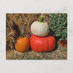 Carte Postale Citrouilles d'automne