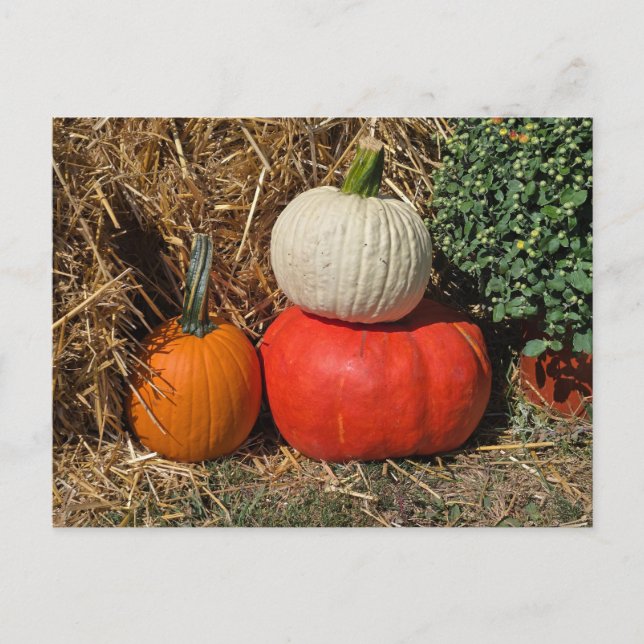 Carte Postale Citrouilles d'automne (Devant)