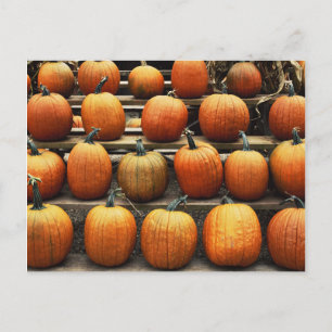 Carte Postale Citrouilles d'automne