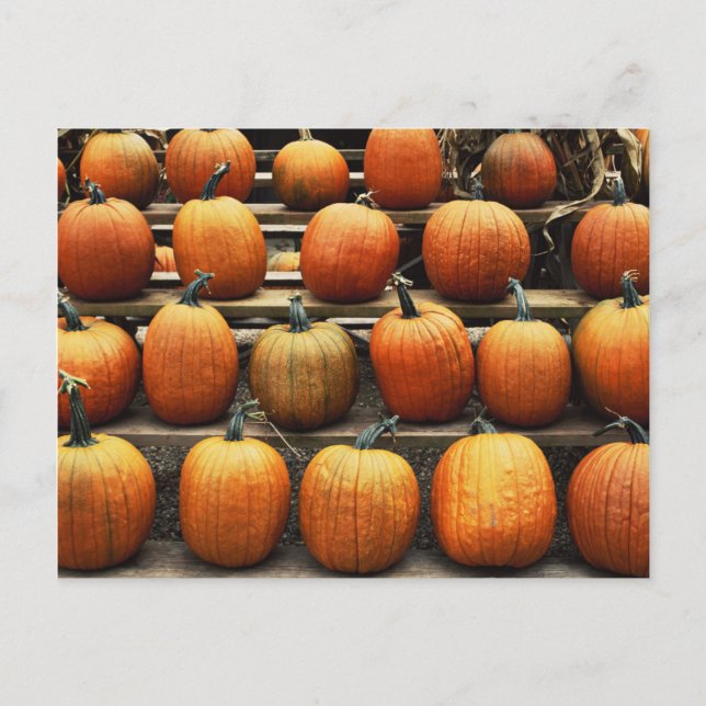 Carte Postale Citrouilles d'automne (Devant)