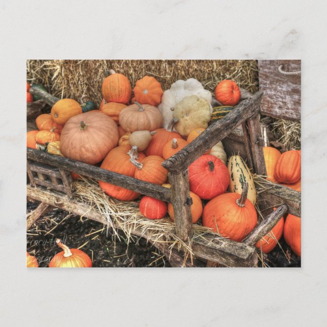 Carte Postale Citrouilles de primes (Devant)