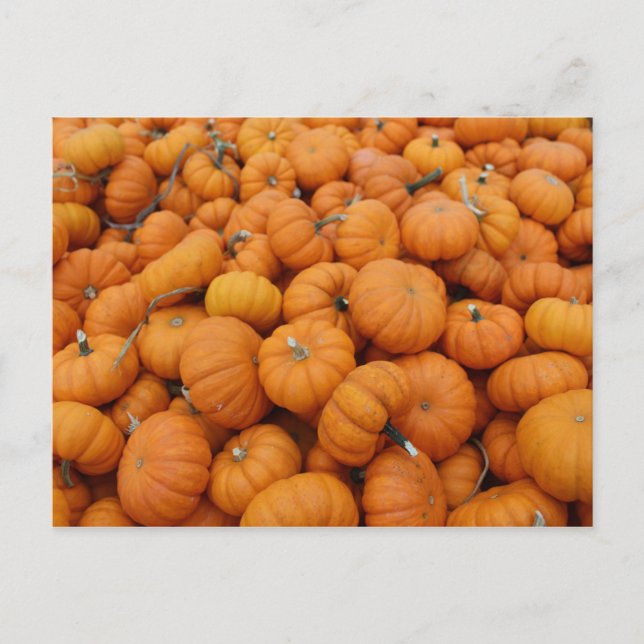Carte Postale Citrouilles de Thanksgiving (Devant)