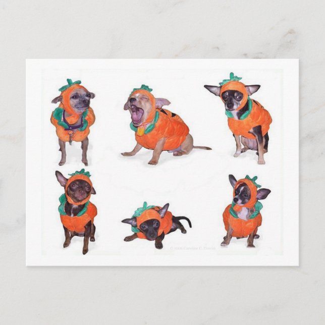Carte Postale Citrouilles du Chihuahua (Devant)