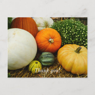 Carte Postale Citrouilles et courges