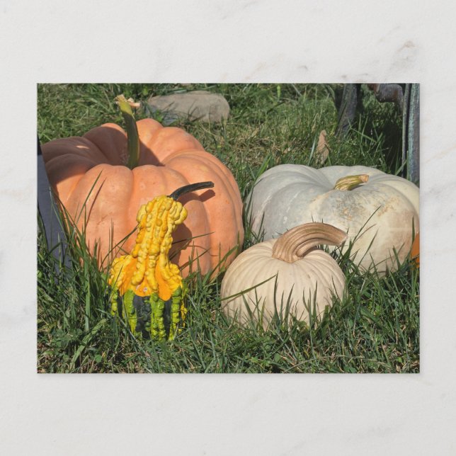 Carte Postale Citrouilles et gourmands (Devant)