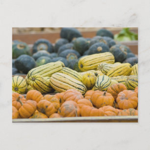Carte Postale Citrouilles et squash exposés chez l'agriculteur