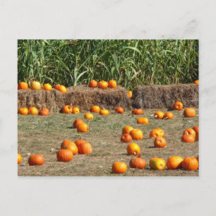 Carte Postale Citrouilles, maïs et foin Photographie de la récol
