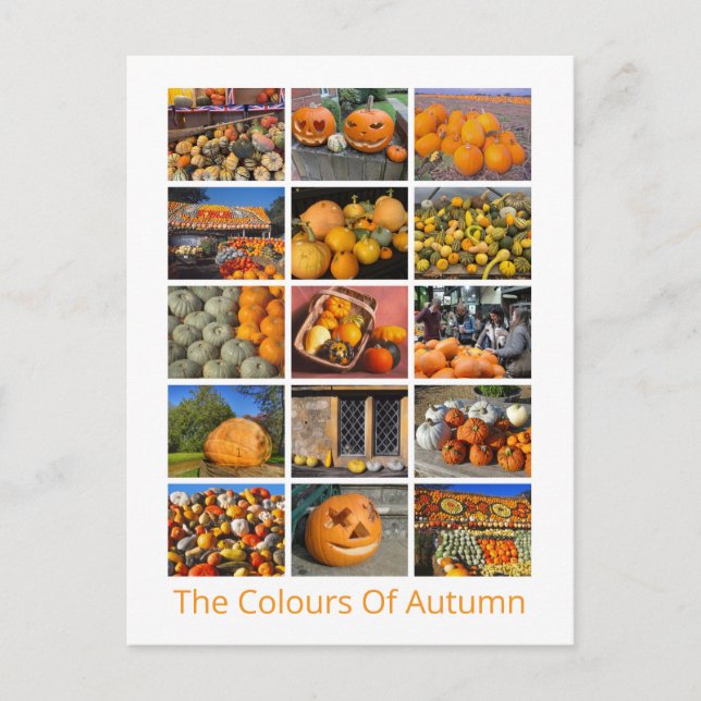 Carte Postale Citrouilles, Squashes Et Gourdes (Devant)