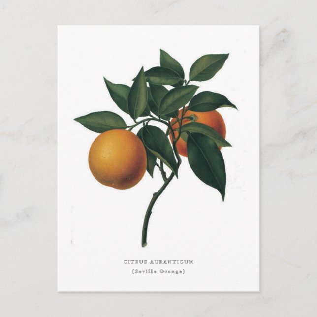 Carte Postale Citrus auranticum 'Séville Orange' (Devant)