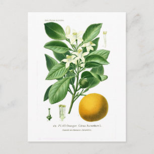 Carte Postale Citrus auranticum (Séville orange)