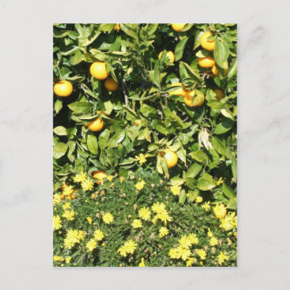 Carte postale Citrus et Euryops