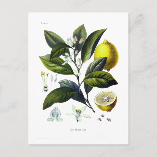 Carte Postale Citrus Limonum (citron) (Devant)