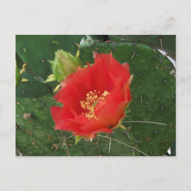 Carte postale City Cactus 3 (Devant)