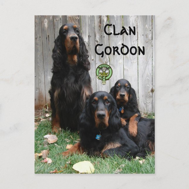 Carte Postale Clan Gordon, Gordon Setter Generations Postcard (Devant)