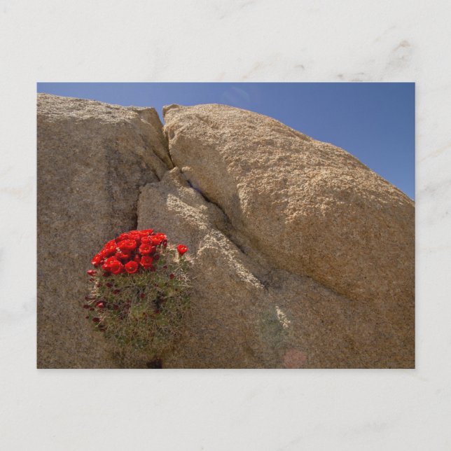 Carte Postale Claret cup ou cactus de Mojave en fleurs (Devant)