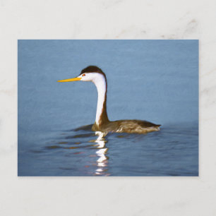 Carte Postale Clark's Grebe Painting - Art original pour les ois