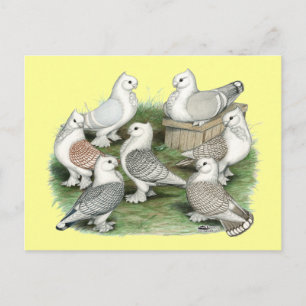 Carte Postale Classic Frill