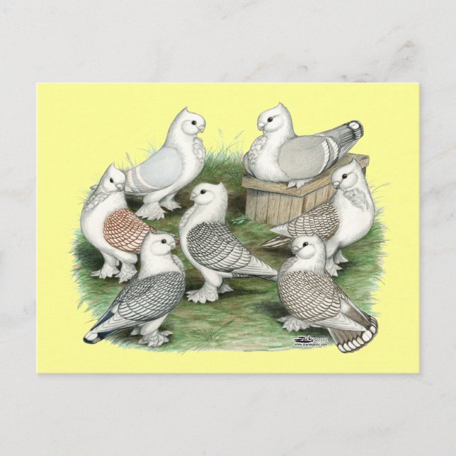 Carte Postale Classic Frill (Devant)