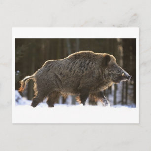 Carte postale classique