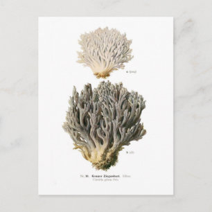 Carte Postale Clavaria grisea