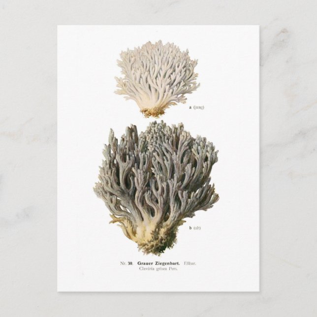 Carte Postale Clavaria grisea (Devant)