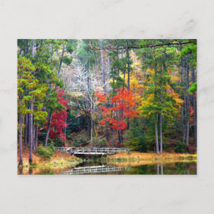 Carte Postale Clear Springs - Forêt nationale Homochitto