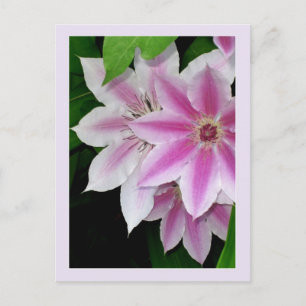Carte Postale Clematis