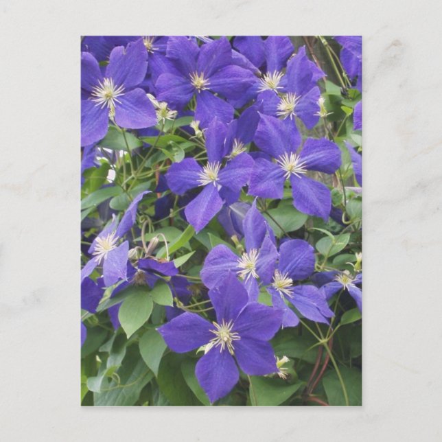 Carte Postale clematis (Devant)