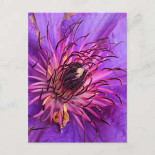 CARTE POSTALE CLEMATIS