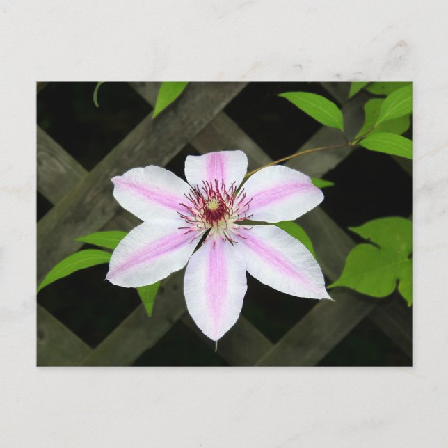 Carte Postale Clematis (Devant)