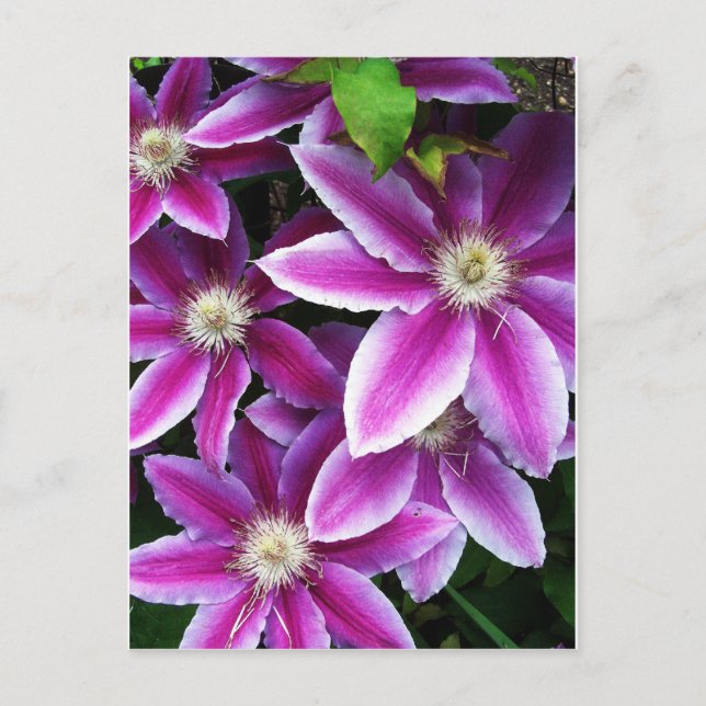 Carte Postale Clematis#1 (Devant)