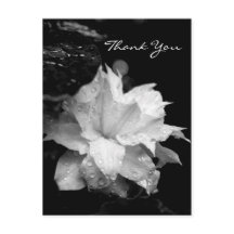 Clematis 2a Floral BW Photo Sympathy Merci