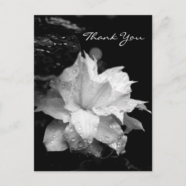Carte Postale Clematis 2a Floral BW Photo Sympathy Merci (Devant)