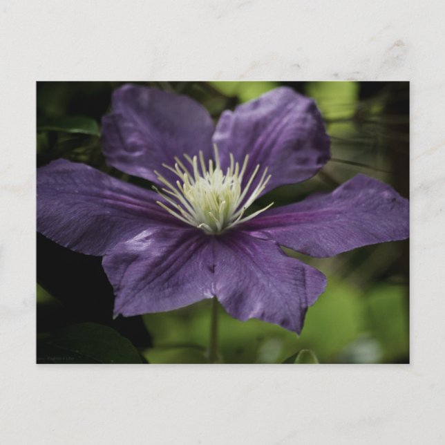Carte postale Clematis 8510 (Devant)