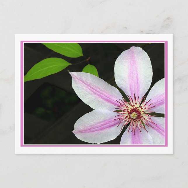 Carte Postale Clematis Avec Feuilles (Devant)