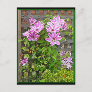 Carte postale Clematis Cluster