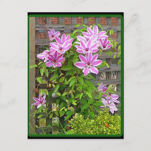 Carte postale Clematis Cluster (Devant)