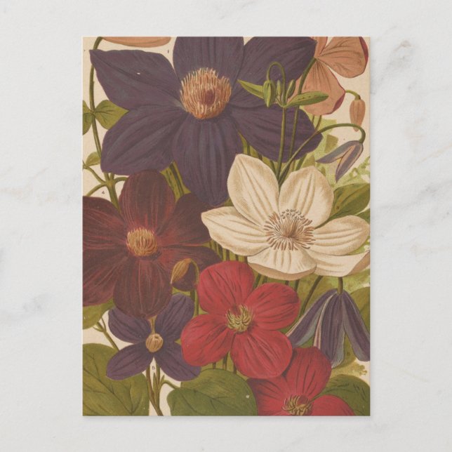 Carte Postale Clematis | George Nicholson (Devant)