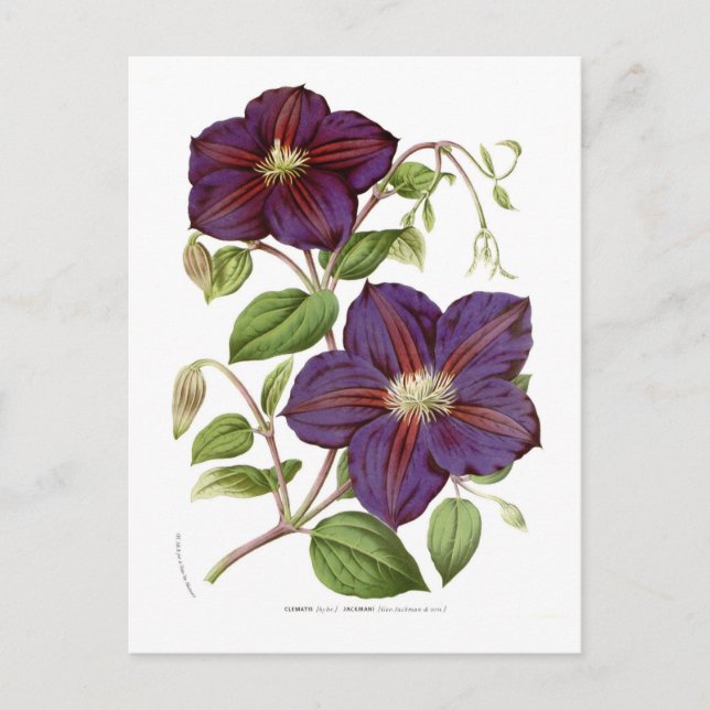 Carte Postale Clematis jackmani (Devant)