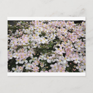 Carte Postale Clematis montana Mayleen